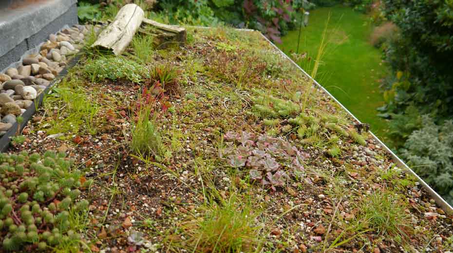 View of Small Green Roof Sheffield | Whitehead and Parkin Architects